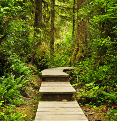 Wooden boardwalk through a lush forest