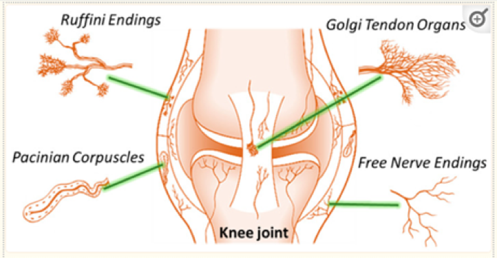 A schematic diagram of four joint mechanoreceptors