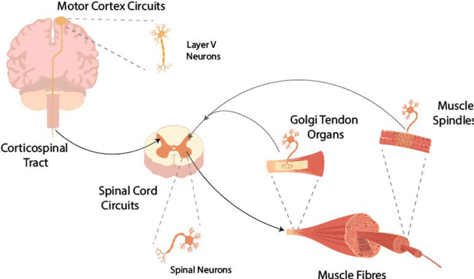 A schematic diagram illustrating the neural pathway of the muscle spindle and the golgi tendon organ to the brain