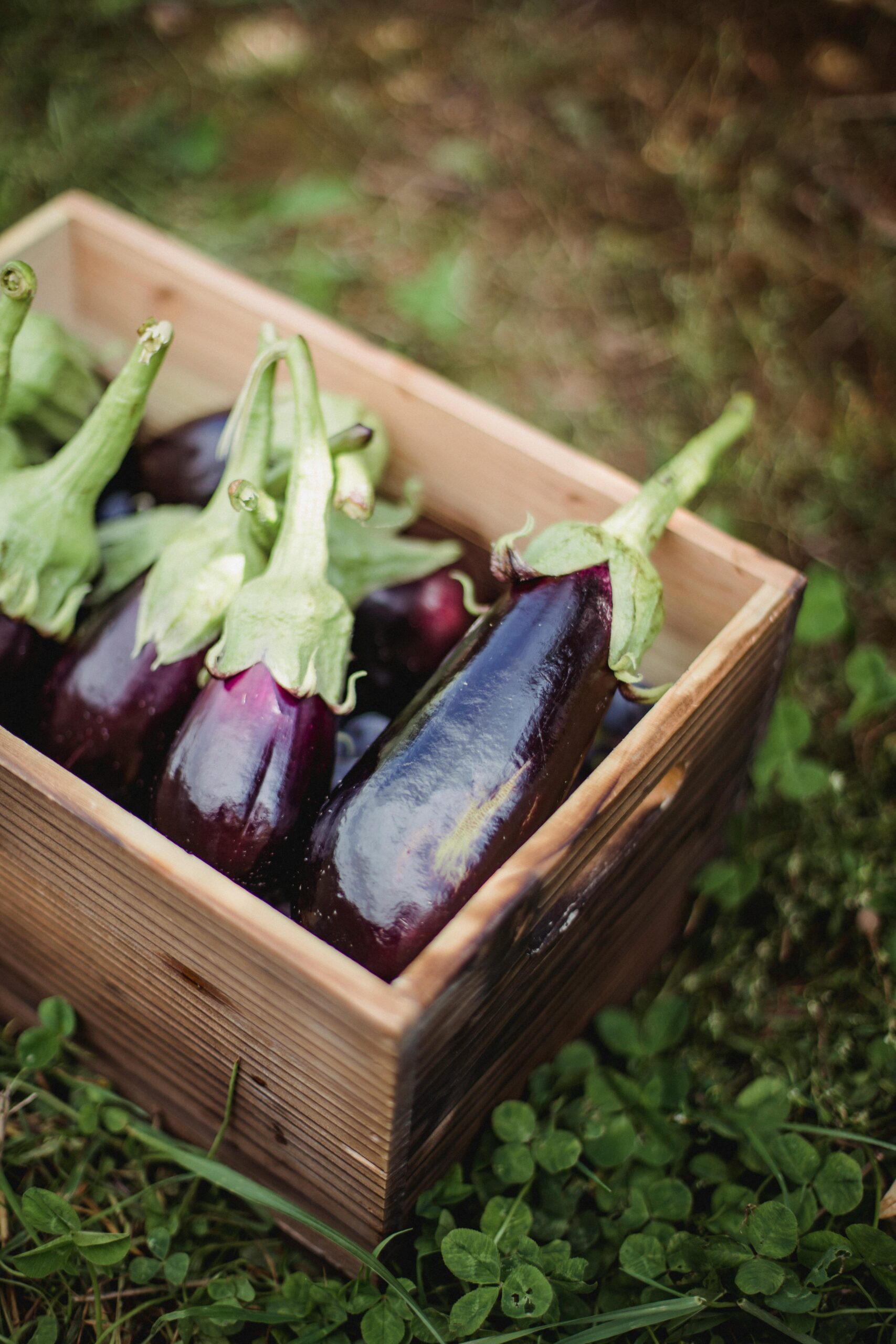 eggplants in a crate