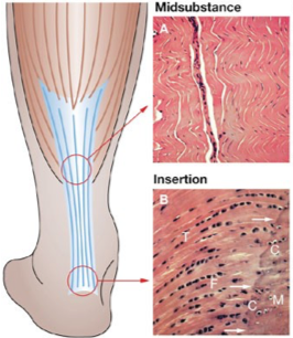 anatomical model of the achilles tendon