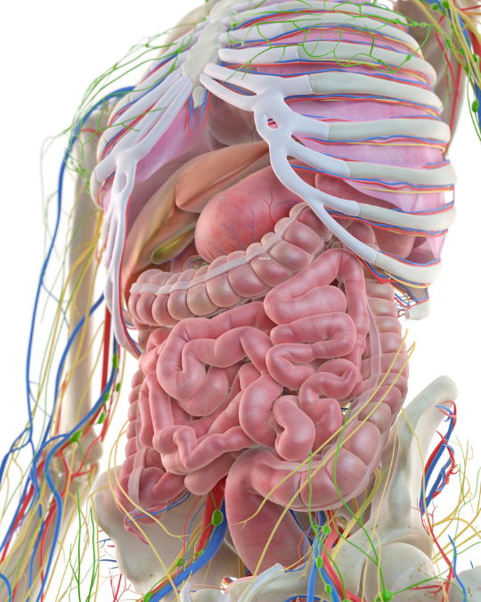 Anatomical drawing of the digestive system