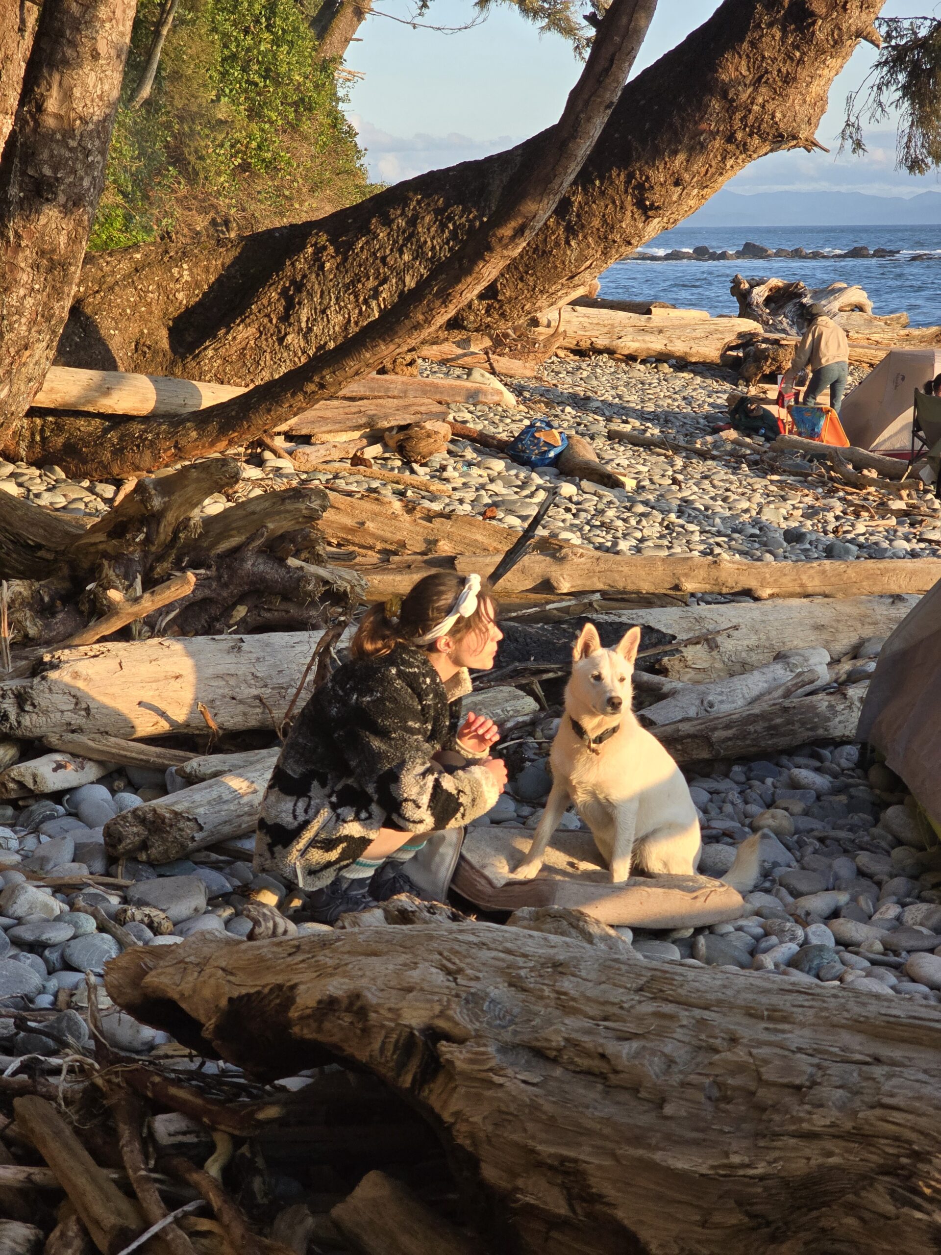 Camping at the beach with dogs