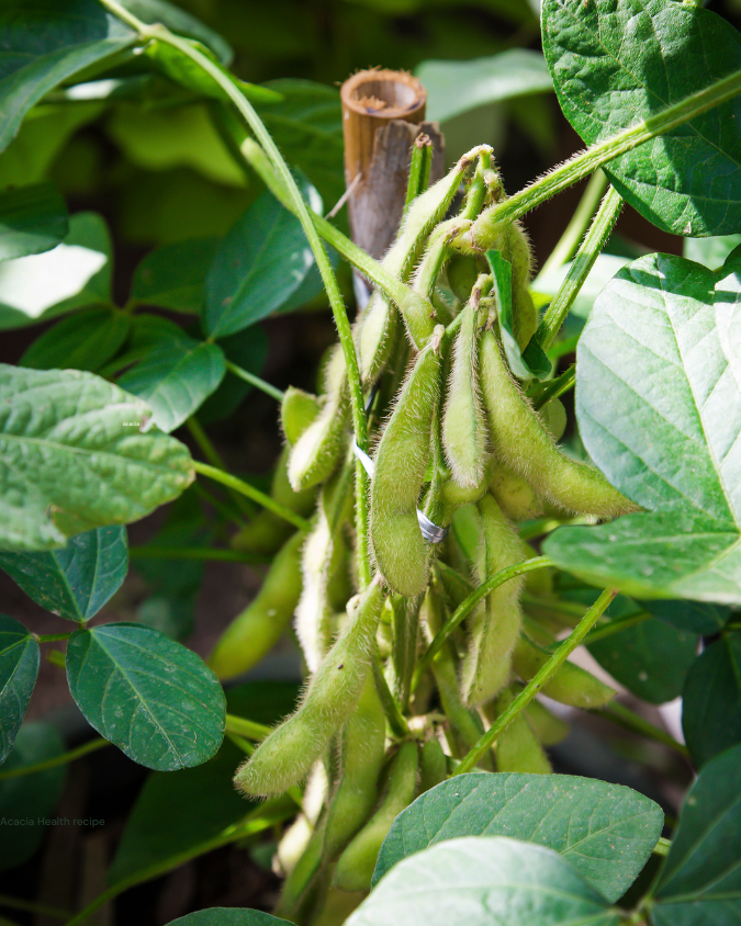 Soy bean plant