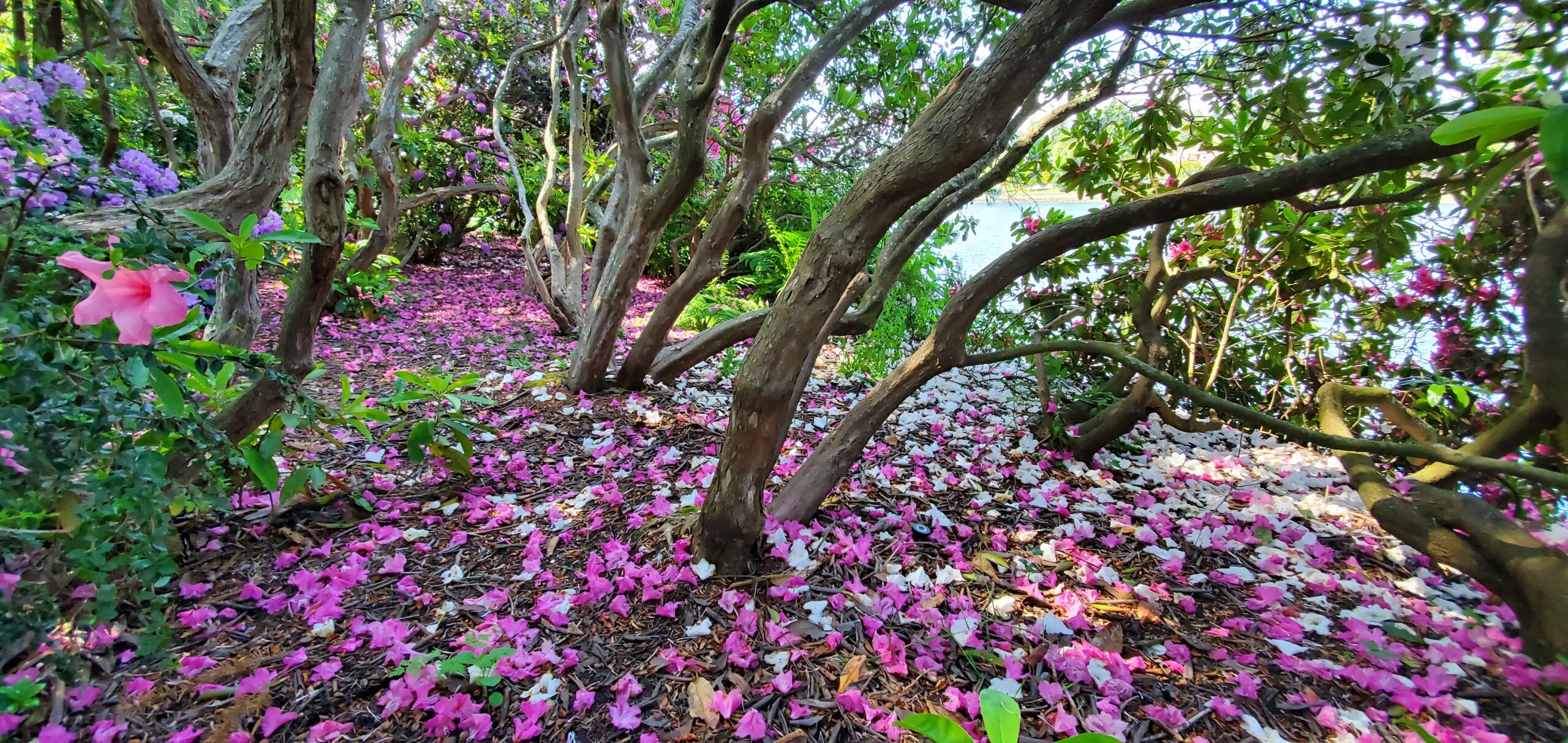 Garden photo