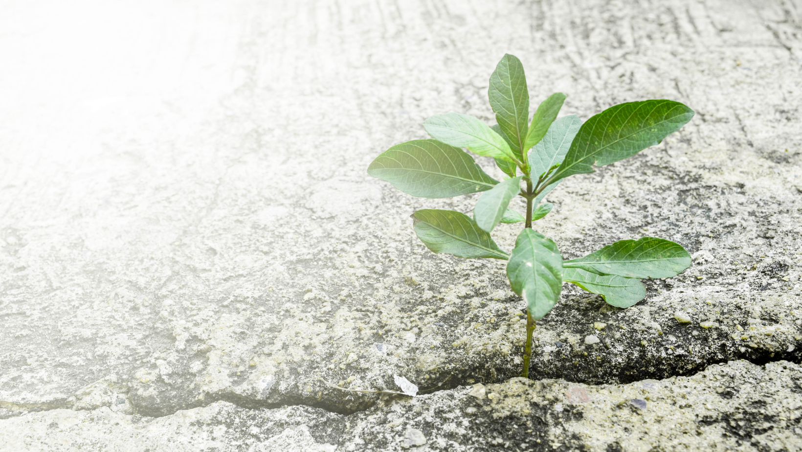 plant growing out of the crack in a rock