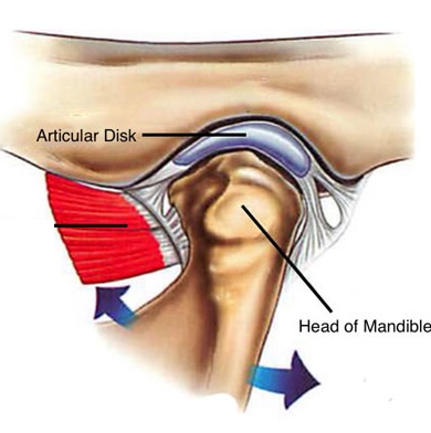 Anatomical diagram of TMJ