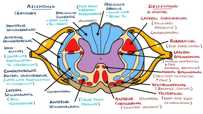 Anatomical diagram of spinal cord segment
