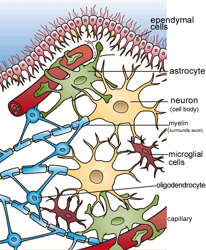 Diagram of glial cells with labels