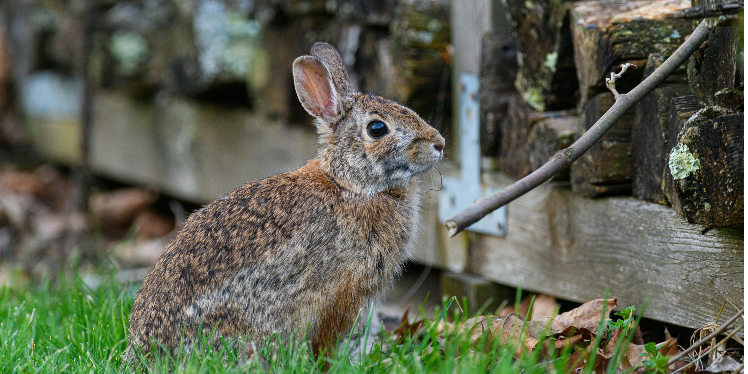 Scared and alert rabbit in the grass
