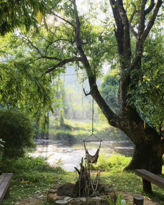 Peaceful hammock in the the trees beside a creek