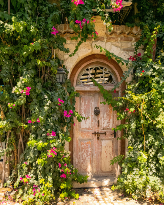Overgrown garden around an old wooden door