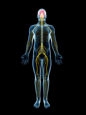 Artistic rendering of a human nervous system