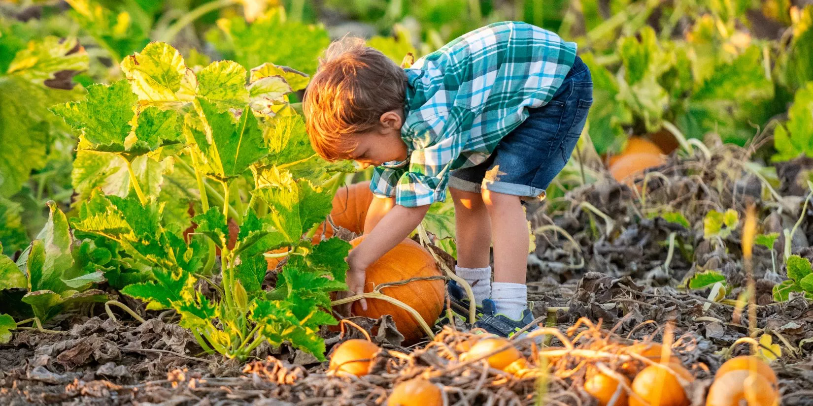 Young child picking up a large pumpkin