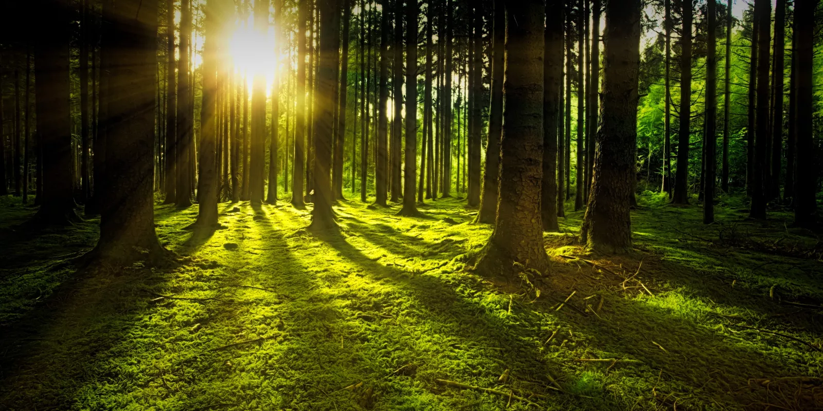 Beautiful nature scene with sun coming through the trees