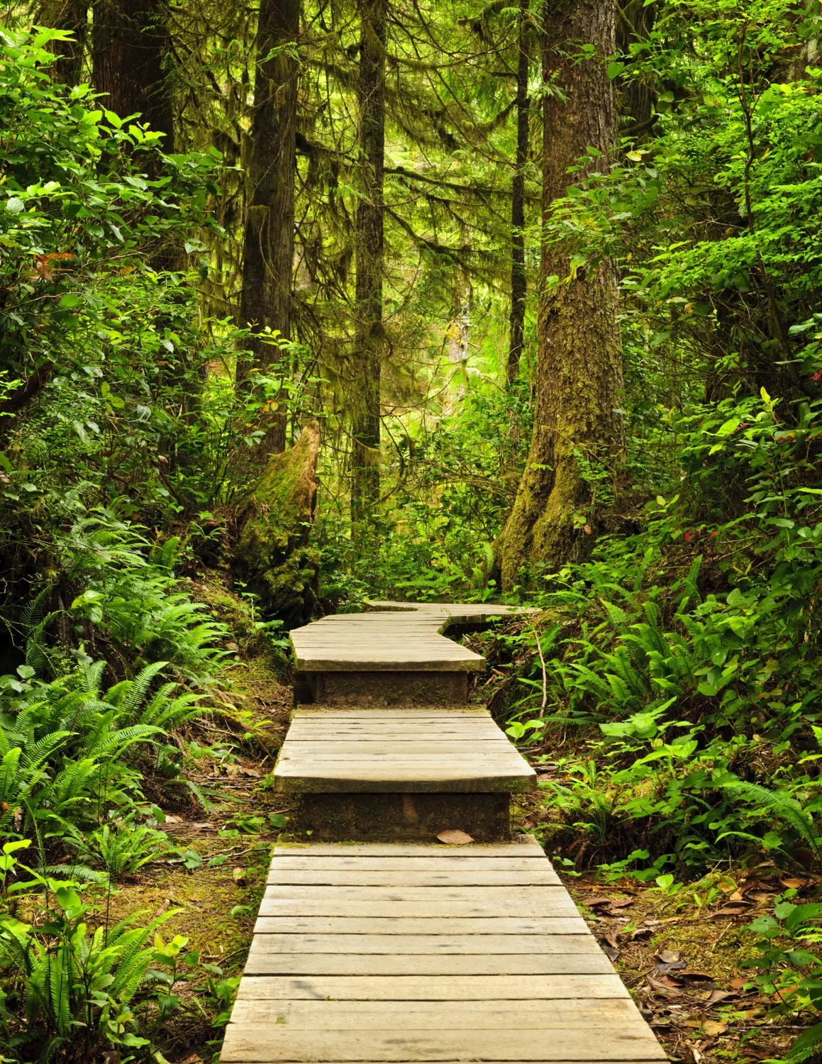 Winding boardwalk through a lush pacific rainforest