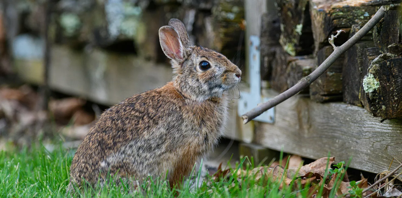 Rabbit in the grass looking stressed