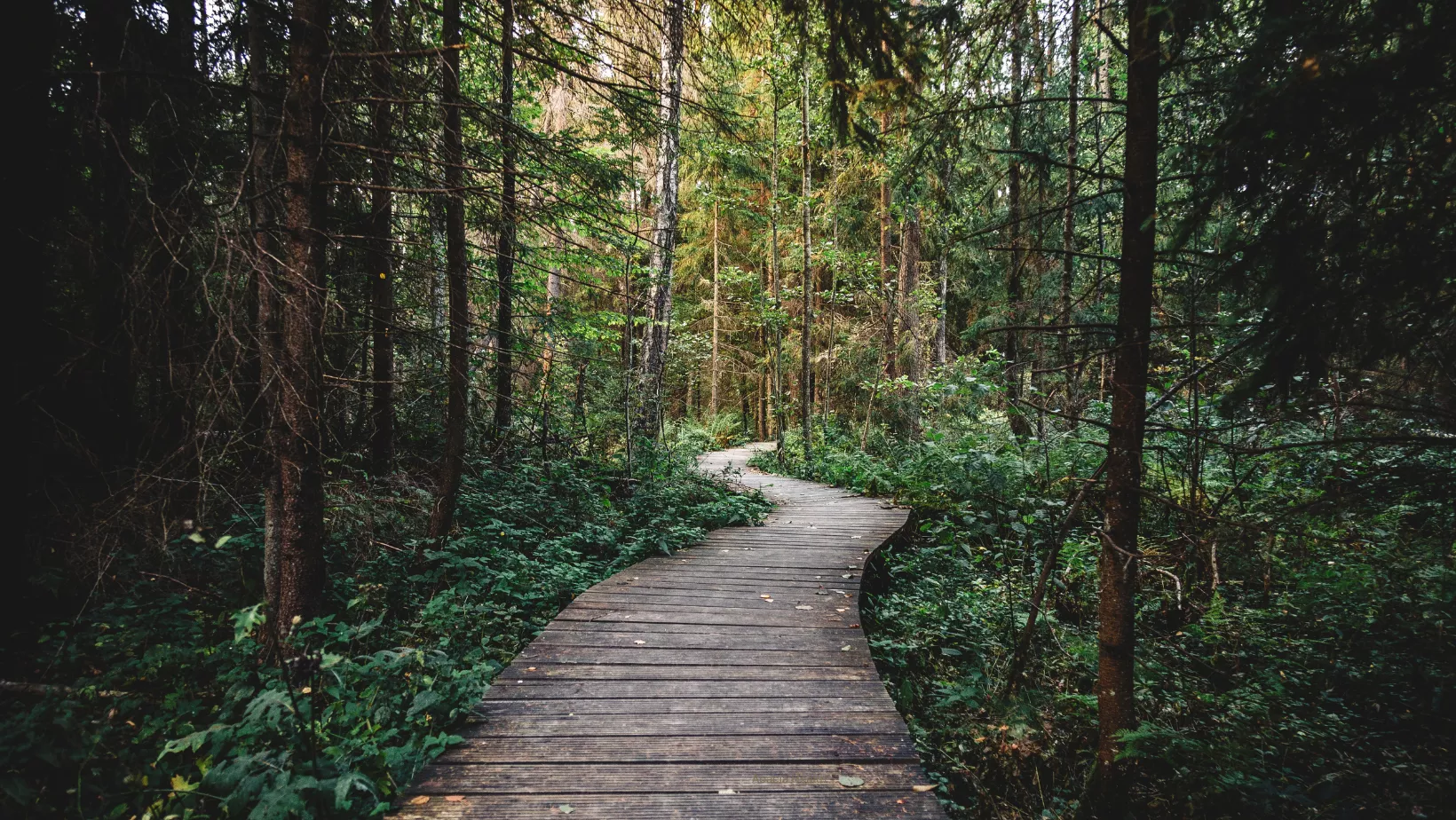 Boardwalk through dimly lit forest