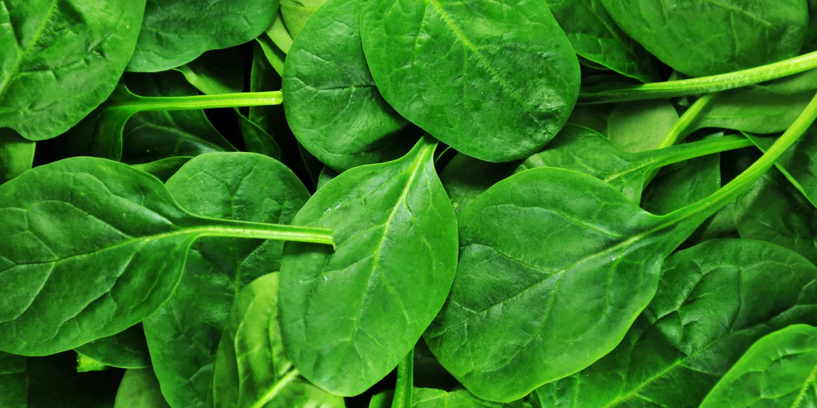 Vibrant green spinach