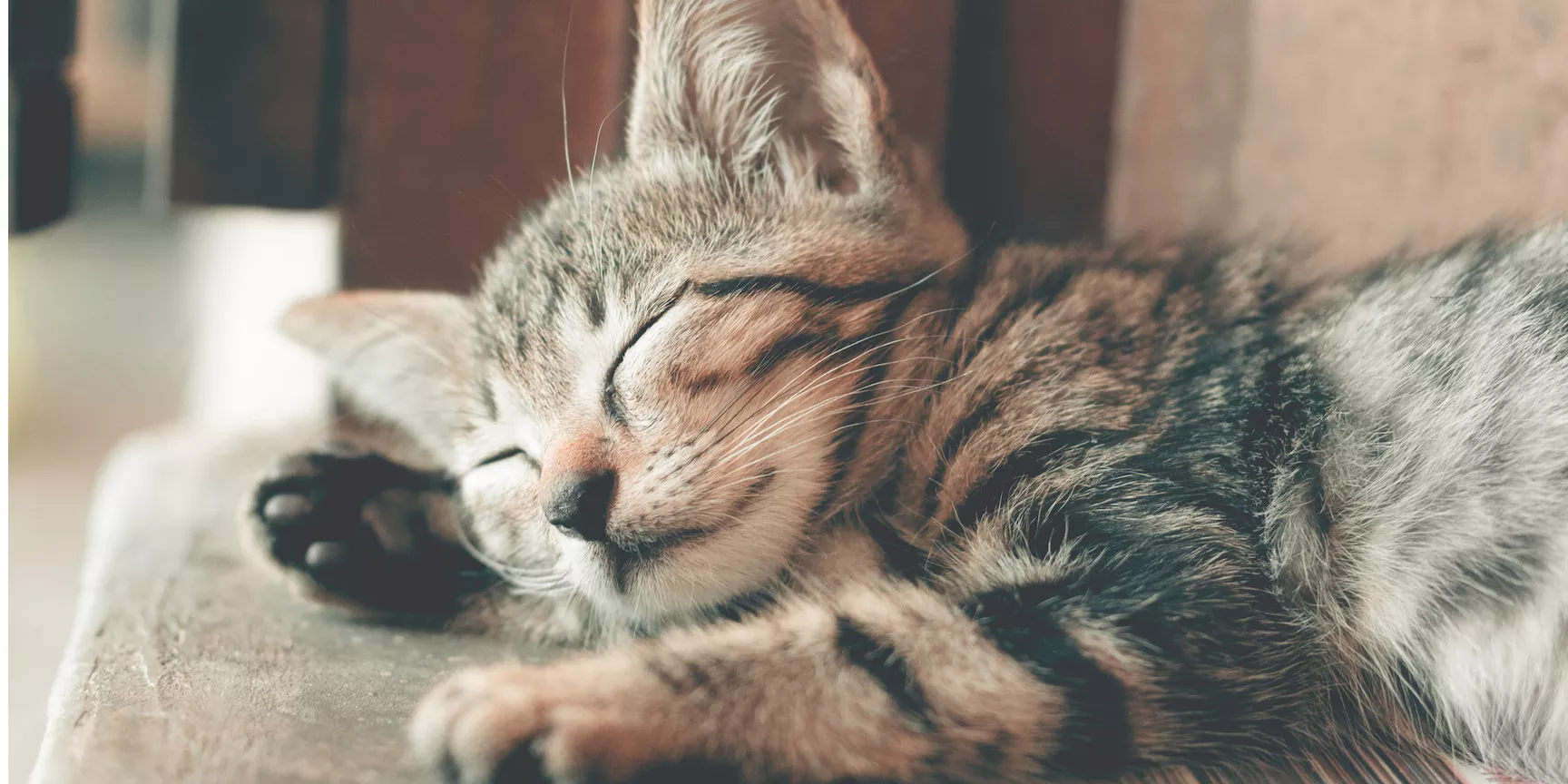 Very cute kitten sleeping