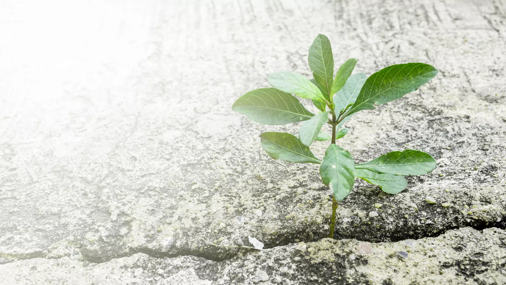 plant growing out of a crack in a rock wall