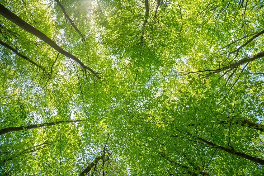 Looking up at the tree canopy